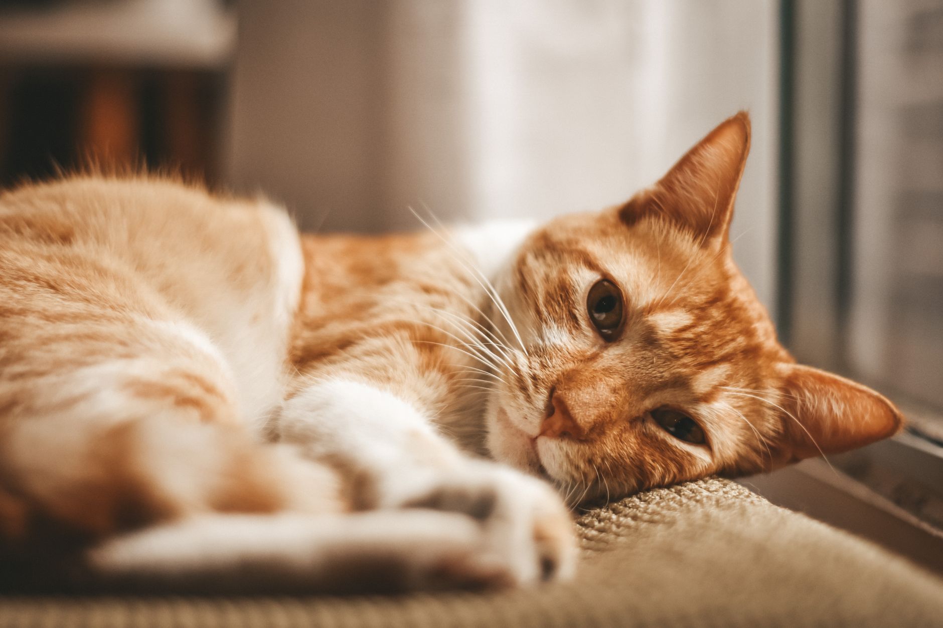 Frau liegt entspannt mit ihrer Katze auf dem Bett