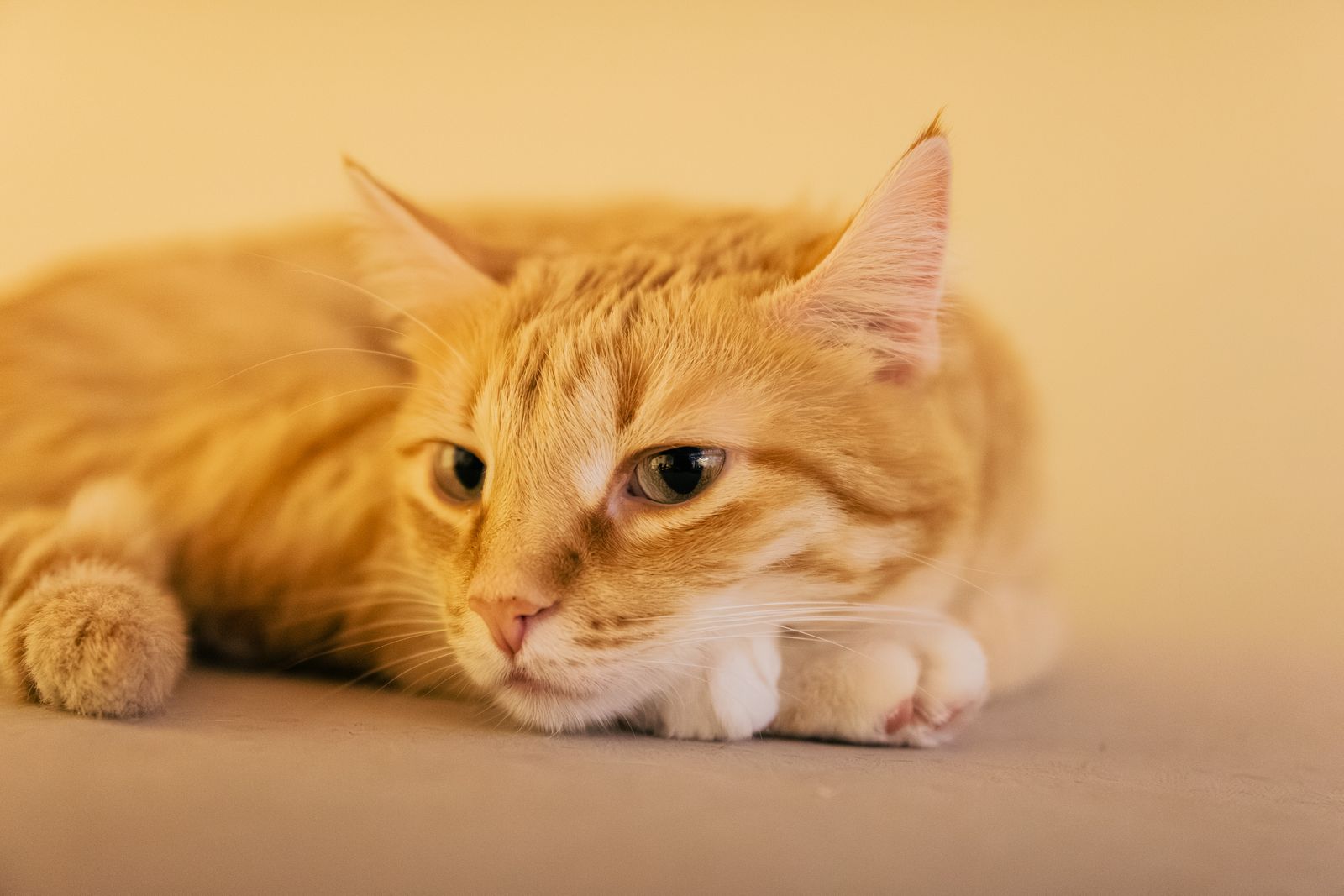 Eine Ingwerkatze ruht entspannt im warmen Abendlicht