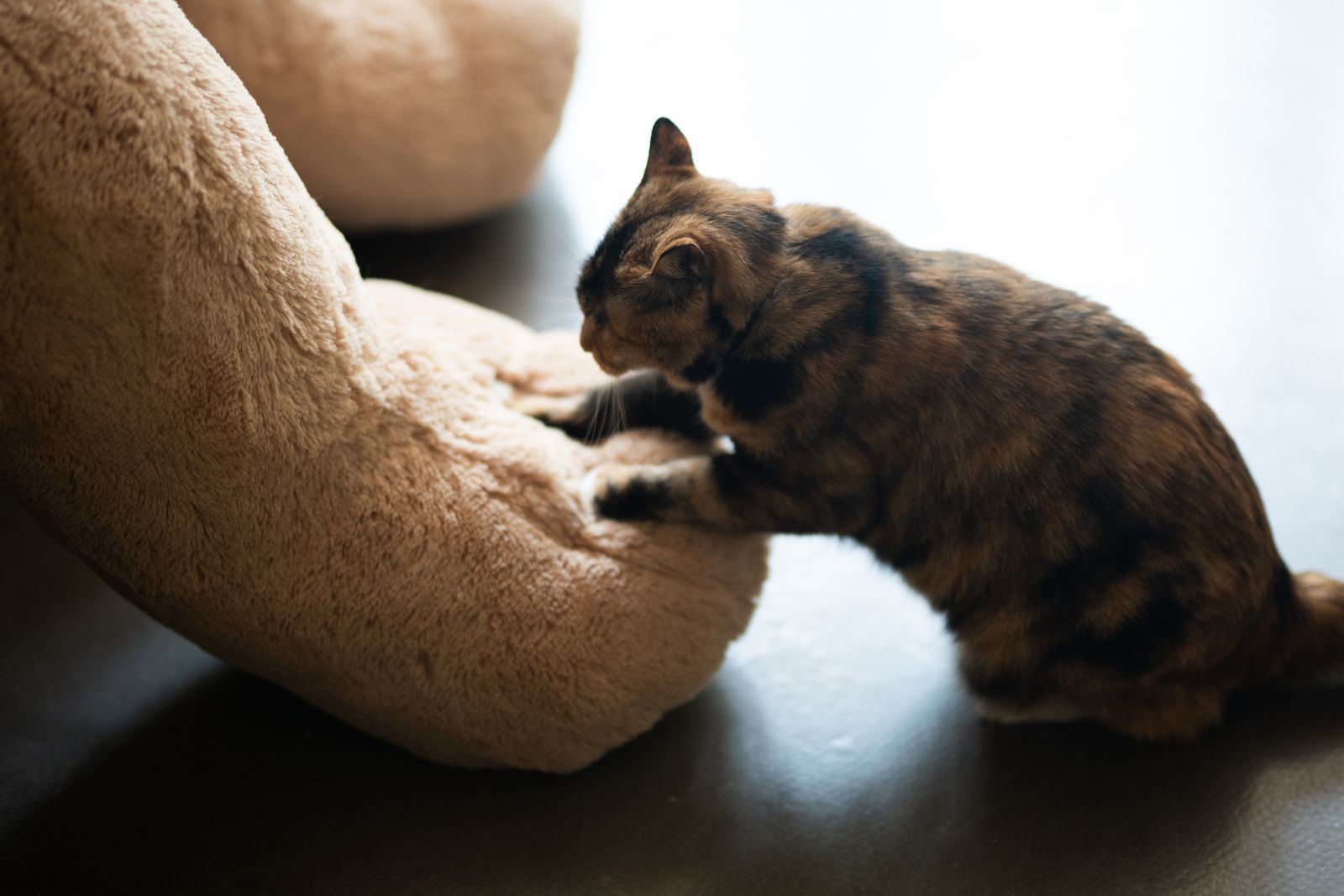 Katze spielt mit einem Spielzeug
