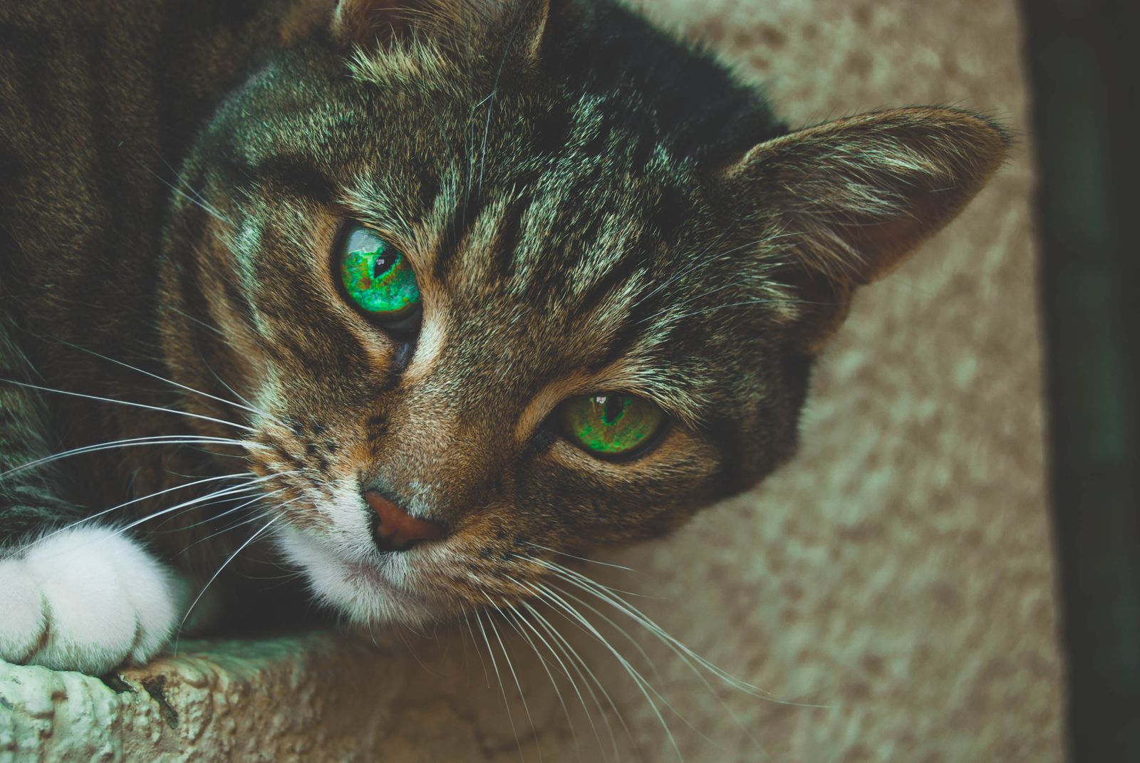 Nahaufnahme der wachen Augen einer Katze