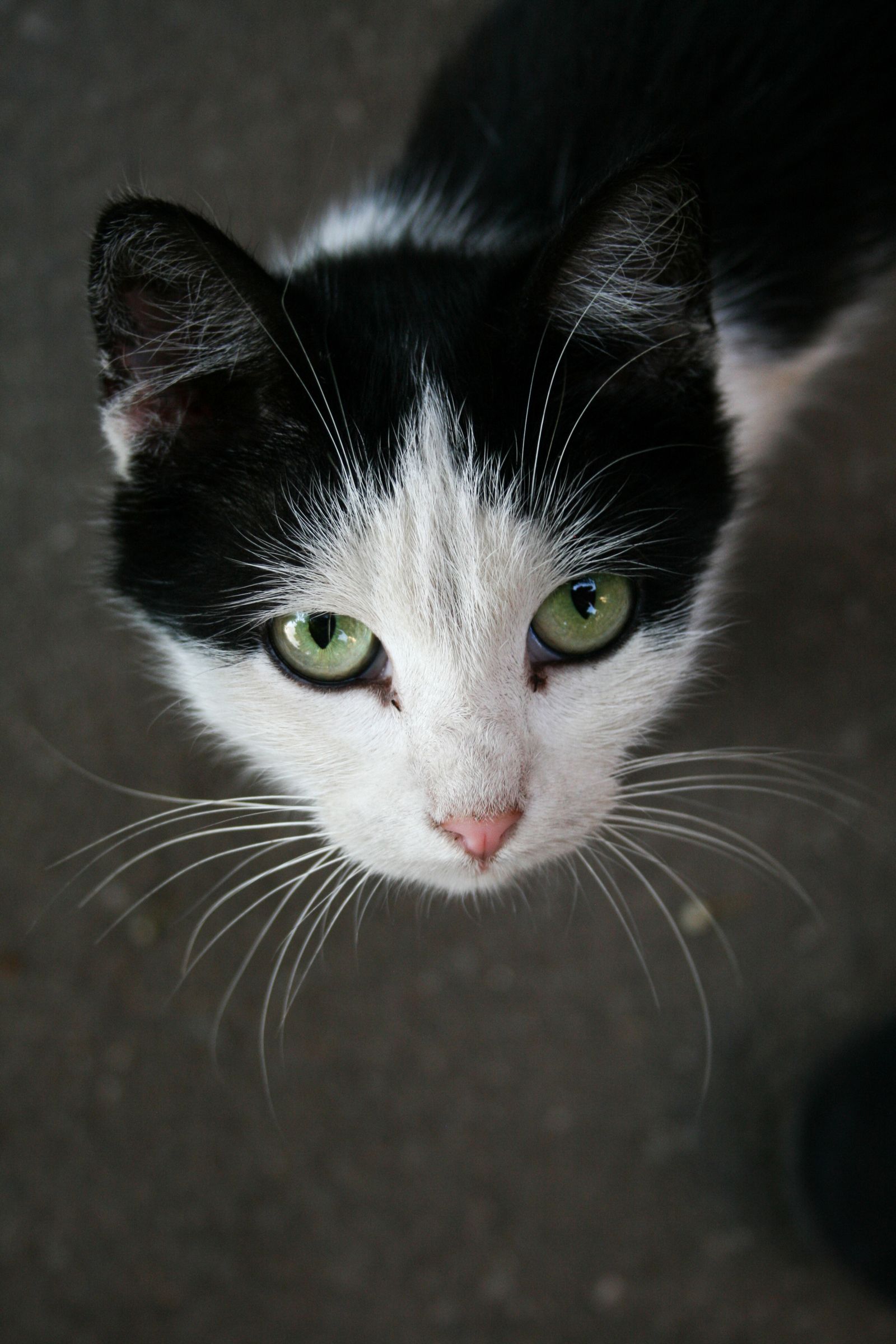 Eine Katze blickt ruhig in die Kamera