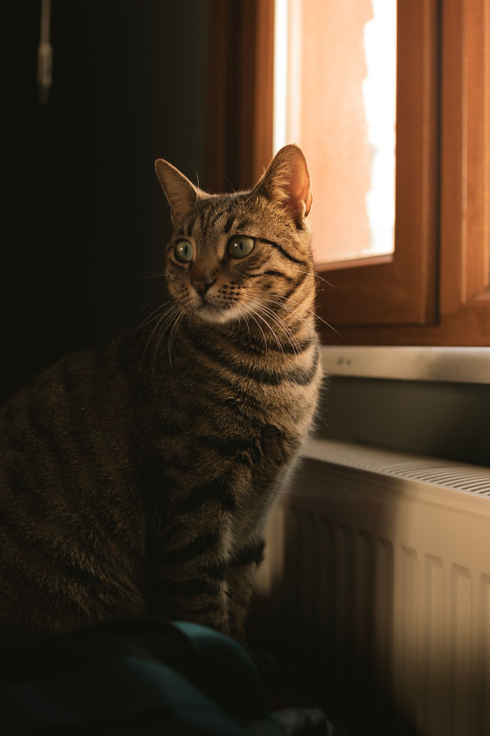Getigerte Katze blickt aus dem Fenster